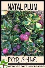 Maybe you would like to learn more about one of these? Natal Plum For Sale Grow Plants