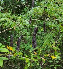 Image result for Rhynchosia procurrens