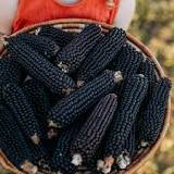 Dakota Black Popcorn - Thresh Seed Co.