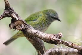 Black And White Bird With Red Spot On Head The Bird S Head Is In A Hot Spot And The Background Is Blurred Photography Classes Hot Spot Photography
