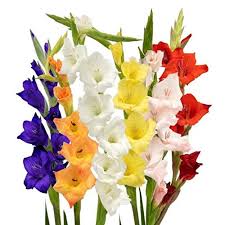 Abn Retail Gladiolus Sword Lily Flower Bulbs Multicolour Pack Of 10 Amazon In Garden Outdoors
