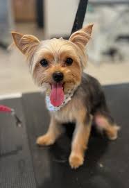 🐩 We still have openings at the Groom Shop this month, call (660)240-5057  if you would like to schedule an appointment 🐩