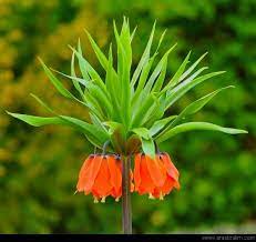 Karanligi Aydinlatan Isik Cicekler Orange Flowers Plants Flowers