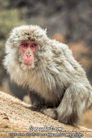 Pin By Aصif Aٹھwal17 On Monkeyz Japanese Macaque Snow Monkey Macaque