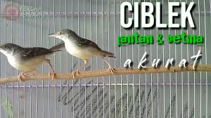 Check spelling or type a new query. Cara Membedakan Ciblek Jantan Dan Betina Youtube