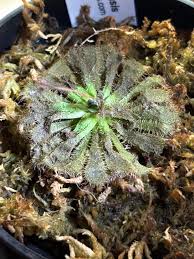 Image result for Drosera natalensis