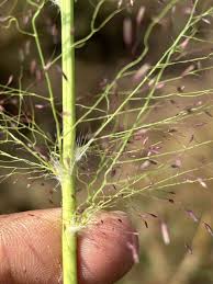 Image result for Eragrostis aspera