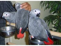 Fertile Bird Eggs For Sale Usa Buy African Grey Parrots And Eggs African Grey Parrot African Grey Parrot