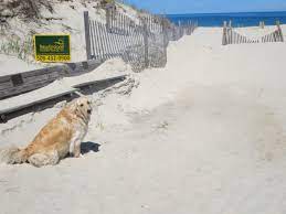Maybe you would like to learn more about one of these? Memorable Cape Cod Pet Friendly Vacation Rentals Properties Nevr