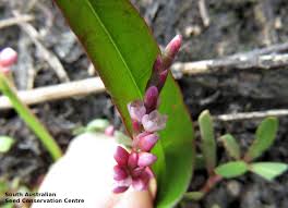 Image result for Persicaria decipiens