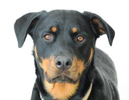 It is strong, muscular, may have a rottie tail, which should be docked. Rottweiler Lab Mix Breed Guide A Love Of Rottweilers