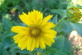 Image result for Verbesina encelioides