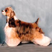 Parti American Cocker Spaniel Black And White Interesting Colors Cocker Spaniel American Cocker Spaniel Spaniel