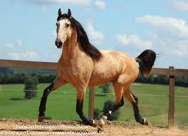 Cavalo Baio Cavalos Raca De Cavalo Baias De Cavalo