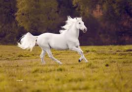 Image result for tbn:tVj6rqcH-AQR9M::www.pregonagropecuario.com.ar/images/caballo_overo.jpg