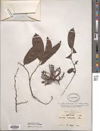 Image result for Annickia