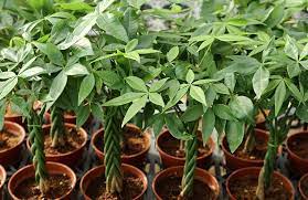 While money trees prefer bright or medium indirect light, an overdose or lack of brightness can result in the paling of leaves. Money Trees Buying Growing Guide Trees Com
