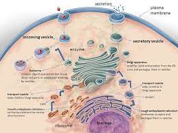 D3 Function Of The Liver Core Amazing World Of Science With Mr Green In 2021 Endomembrane System Biology Notes Biology Lessons