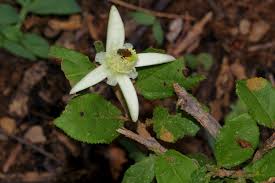 Image result for Malvaceae subfamily Grewioideae