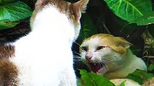 Although it's popularly thought that cats are nocturnal, this is not strictly true. Close Up Video Of Angry Cats Fighting Very Loud Cat Fight Meowing Sounds Youtube