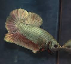 Do Betta Fish Get Lonely Is It Really Possible Betta Care Fish Guide