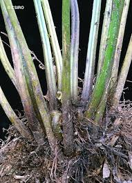 Image result for Pneumatopteris