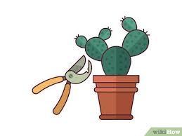 They also help you know how to. How To Grow Cactus Indoors With Pictures Wikihow