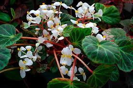 Image result for Begonia horticola