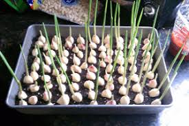 Cara menanam bawang putih kalau bawang putih di dapur habis, tinggal panen aja deh~. 4 Cara Tanam Bawang Putih Tunggal Sampai Panen Ilmubudidaya Com