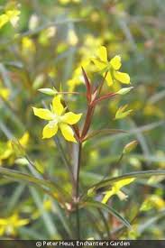 Image result for Lysimachia barbata