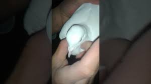 Guvercinin Erkek Veya Disi Oldugu Nasil Anlasilir Youtube