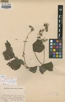 Image result for Rhynchosia luteola