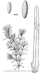 Image result for Najadaceae