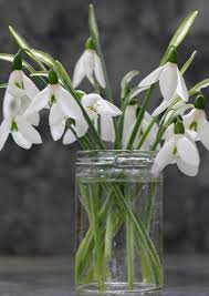 Stunning Snowdrops Up Close The Tea Break Gardener Snow Drops Flowers Tiny White Flowers Spring Bulbs