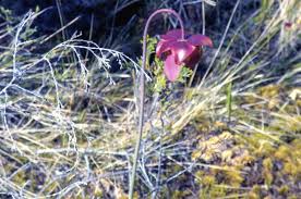 Image result for Rhynchosia divaricata