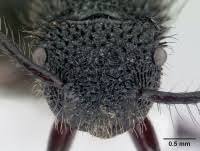 Image result for Actinanthella