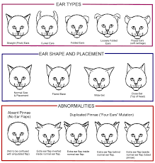 Conformation Charts