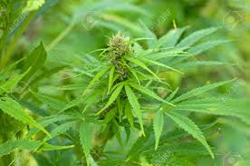Doch es gibt viele shops, in denen es ganz legal cbd cannabis gibt …. Cannabis Pflanze In Blute Lizenzfreie Fotos Bilder Und Stock Fotografie Image 46099964