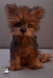 We did not find results for: Oregon Live Pets Yorkie The Y Guide