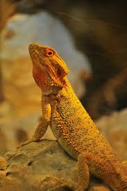 Reptile Yellow Lizard Bearded Dragon Animal Animal Lezard Jaune 910x1370 Wallpaper Teahub Io Looking for the best cute iphone wallpaper? reptile yellow lizard bearded dragon