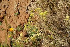 Image result for Eschenbachia stricta