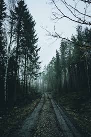 If there is no picture in this collection that you like, also look at other collections of backgrounds on our site. Download This Free Hd Photo Of Path Tree Muddy And Cloud By Ca Ku Frogfather Forest Pictures Nature Images Landscape