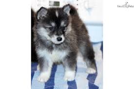 We did not find results for: Alaskan Klee Kai For Sale Pomsky Puppies Puppies Puppies And Kitties