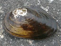 Anodonta Wikipedia