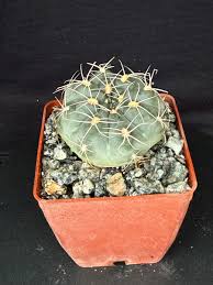 Image result for Gymnocalycium