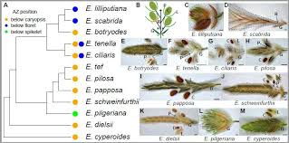 Image result for Eragrostis botryodes