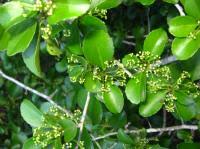 Image result for Dovyalis zeyheri