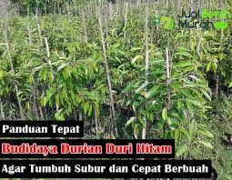 Buah yang dijuluki king of the fruit banyak mengandung protein dan gizi tinggi, buah ini banyak dimanfaatkan sebagai buah segar. Inilah 6 Panduan Tepat Budidaya Tanaman Buah Durian Duri Hitam Agar Mampu Tumbuh Subur Dan Cepat Berbuah Jualbenihmurah Com