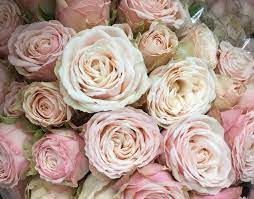 Name That Rose A Blushy Pale San Francisco Flower Mart Facebook