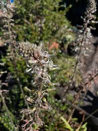 Image result for Drimia elata